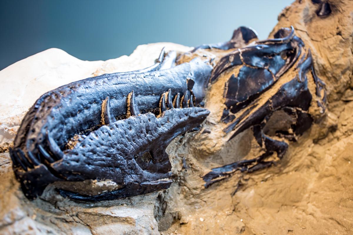 Dueling Dinosaurs Tyrannosaur Skull
