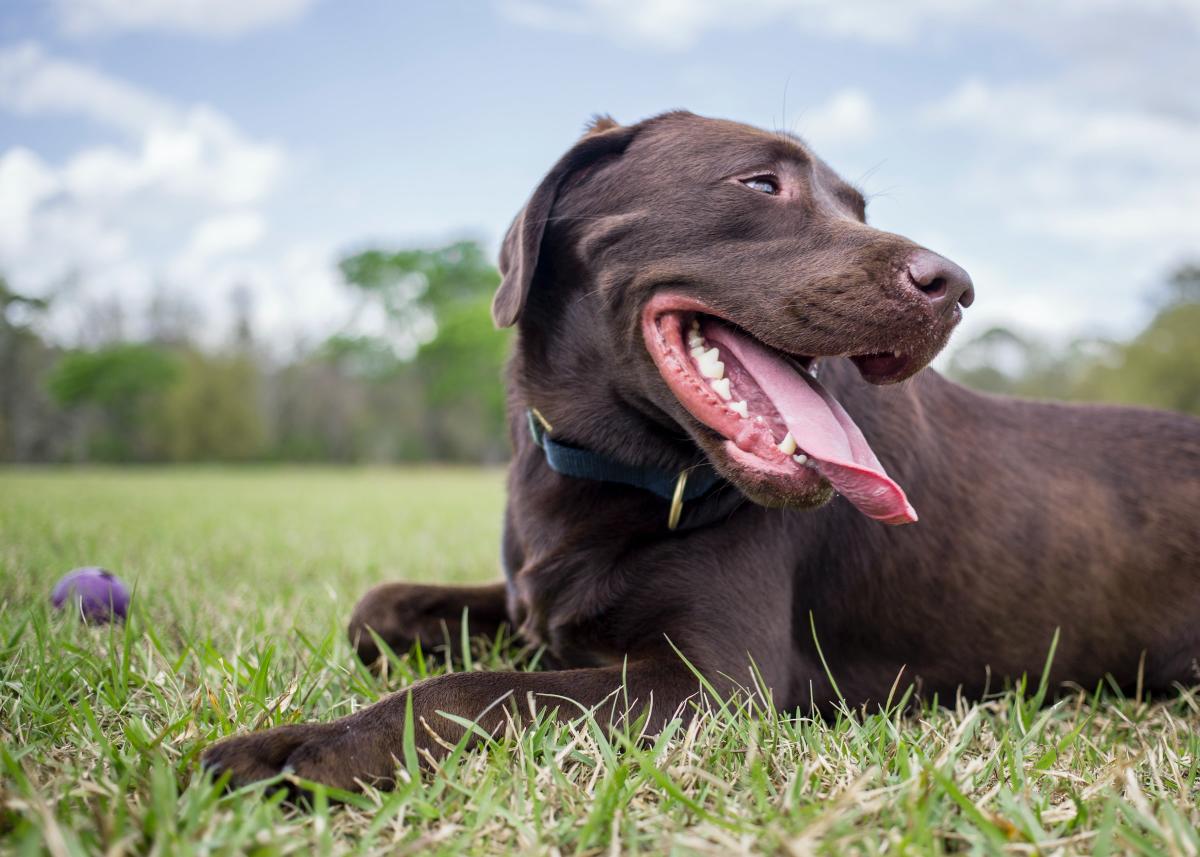 Dog Park