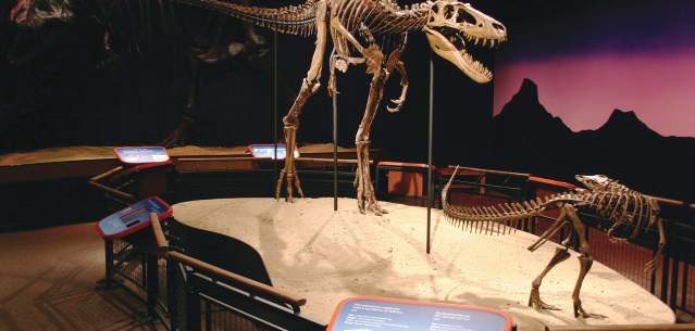 Burpee Museum of Natural History