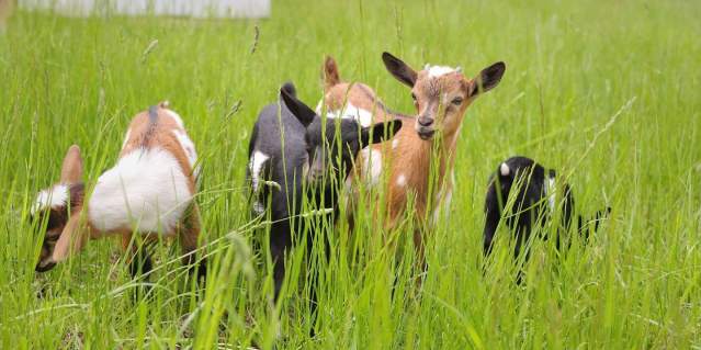 Gretta's Goats