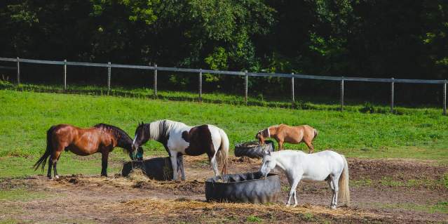 Lockwood Park Trailside Equestrian Centre and Sarver Children's Farm