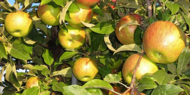 Valley Orchard