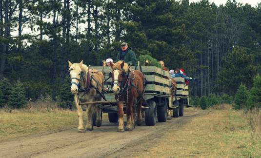 Williams Tree Farm