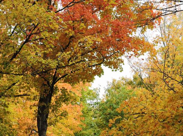 Fall Foliage Hike