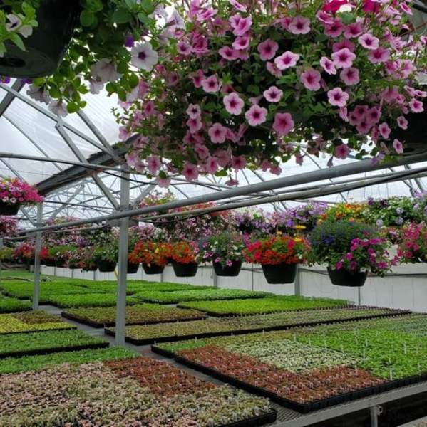 Didier Greenhouses