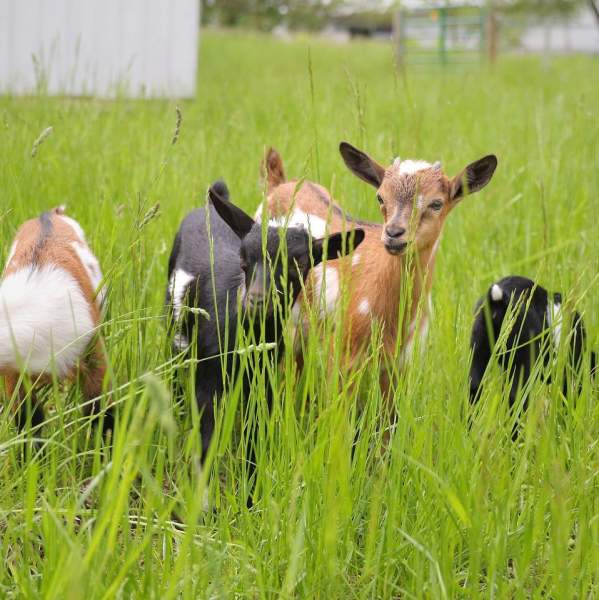 Gretta's Goats