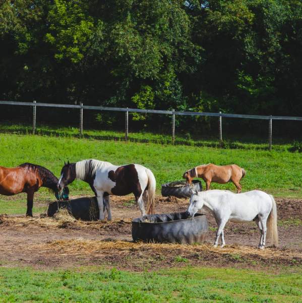 Lockwood Park Trailside Equestrian Centre and Sarver Children's Farm