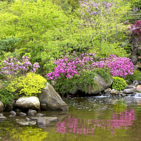 Anderson Japanese Gardens