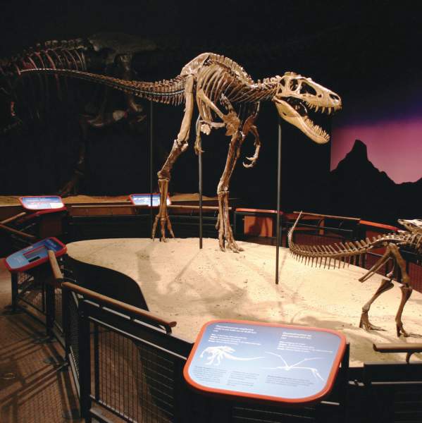 Burpee Museum of Natural History