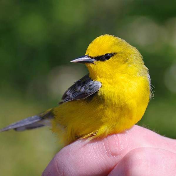 Sand Bluff Bird Observatory