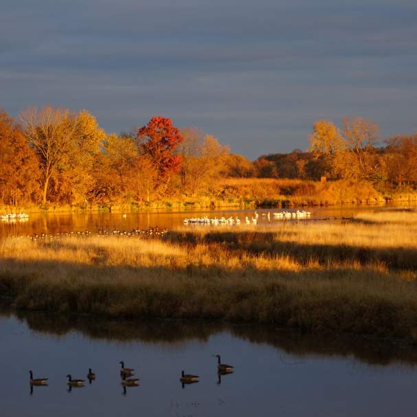 Nygren Wetland Preserve