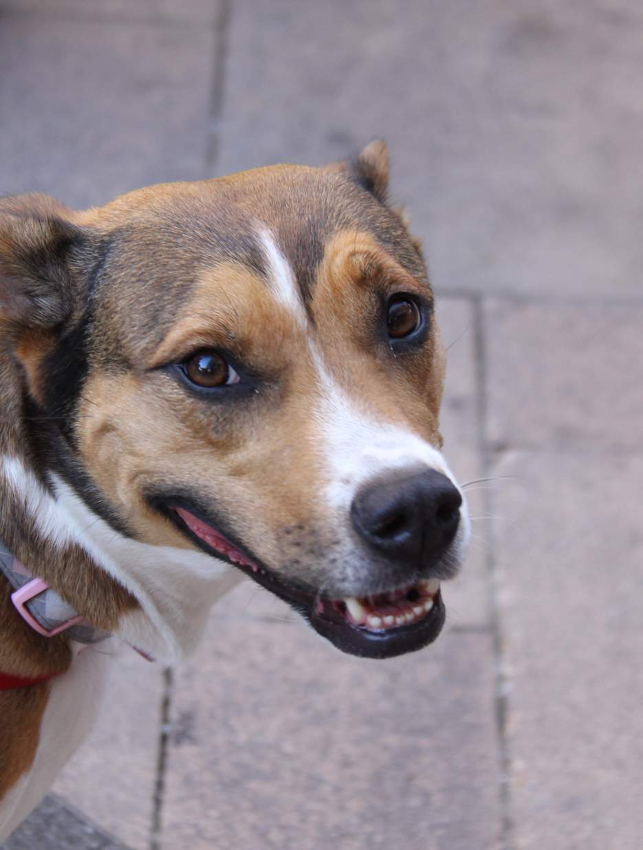 dog in downtown Rockford