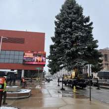 Stroll on State Tree Installation