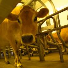 hi_104DairyFarm