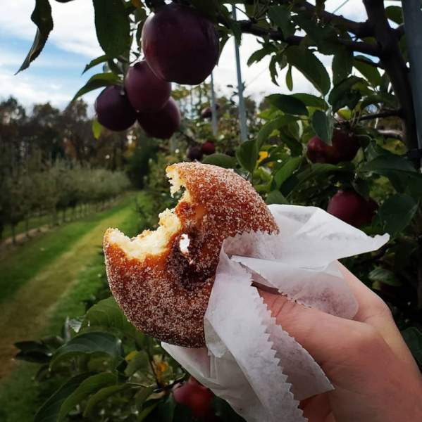 Apple Pick and Donut Eat Your Way Through the Rockford Region This Fall
