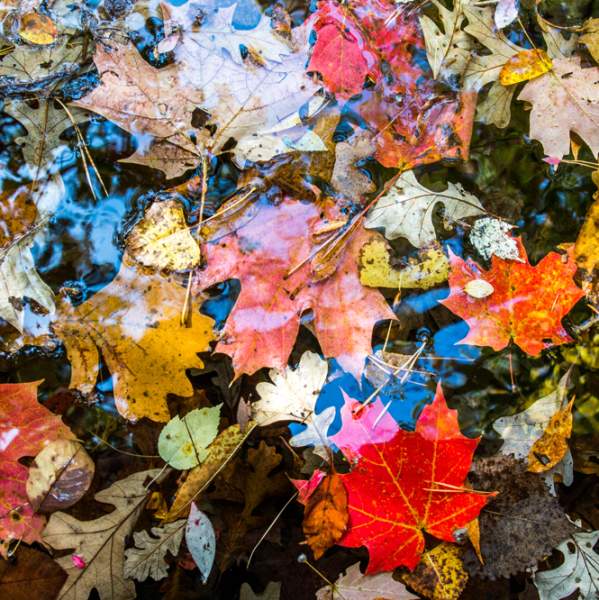 "Orange" You Glad It's Fall?