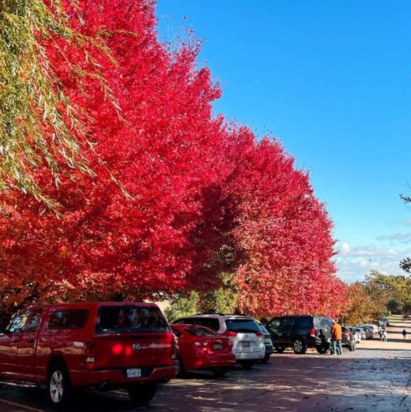 Golden Hues and Scenic Views: Rockford’s Top Fall Foliage Spots