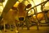hi_104DairyFarm