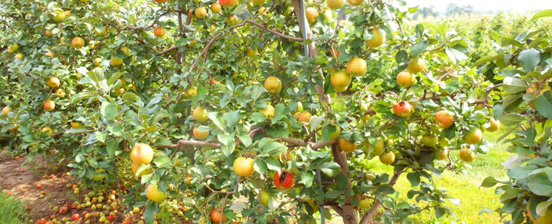 apple orchard tree