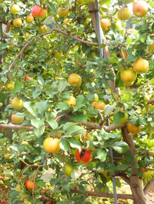 apple orchard tree