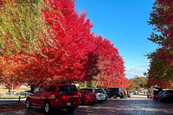 fall colors