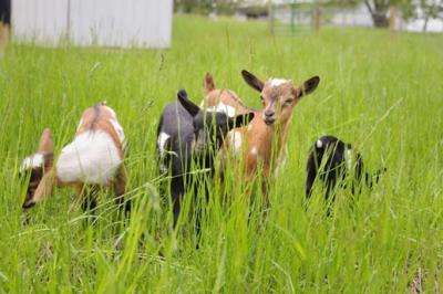 grettas goats