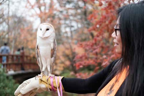 A barn owl perches on a handler's gloved hand surrounded by colorful fall foliage at Anderson Japanese Gardens in Rockford, Illinois.
