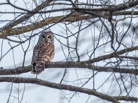 forest preserve