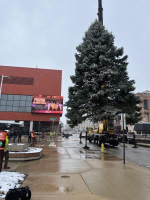 Stroll on State Tree Installation