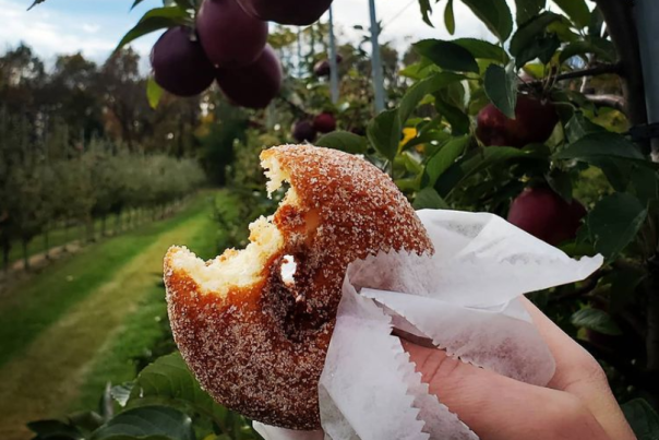 apple cider donut