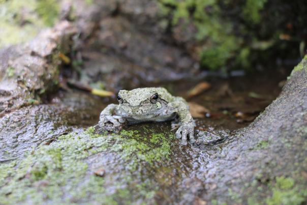frog