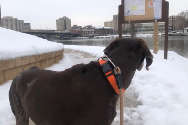 Liz_dogwalk_blog