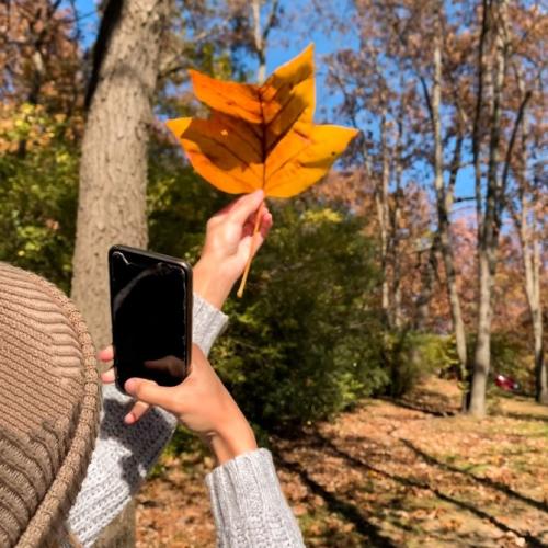 fall with leaf