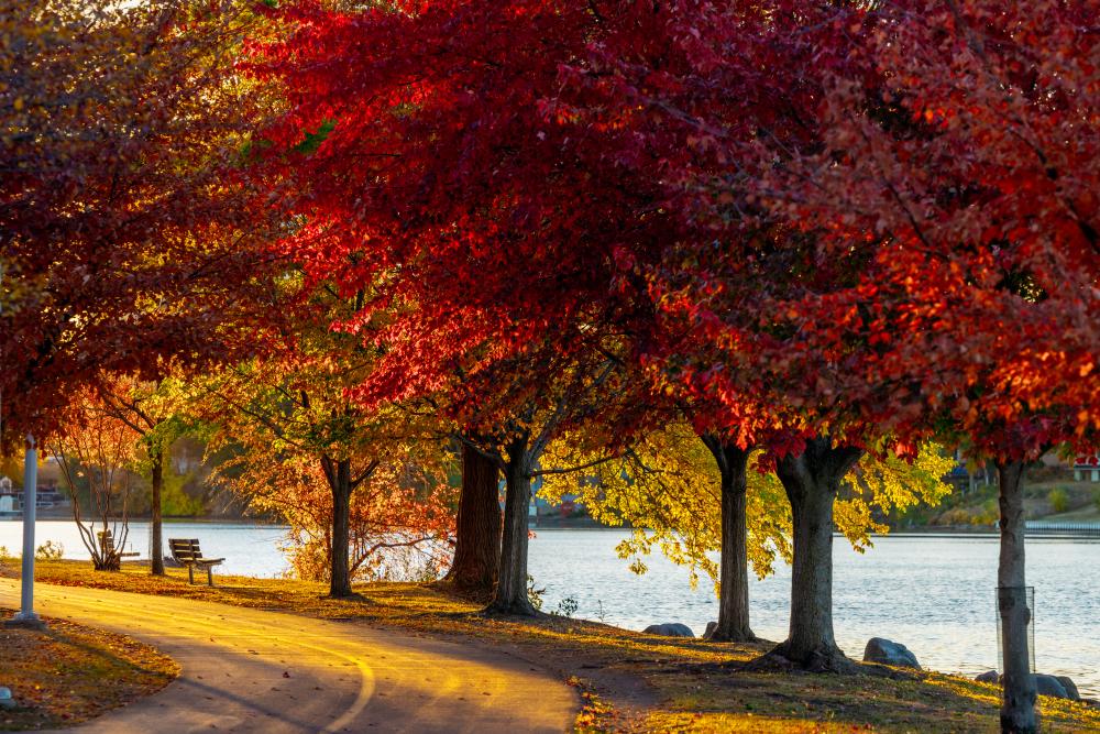 Fall Bike Path