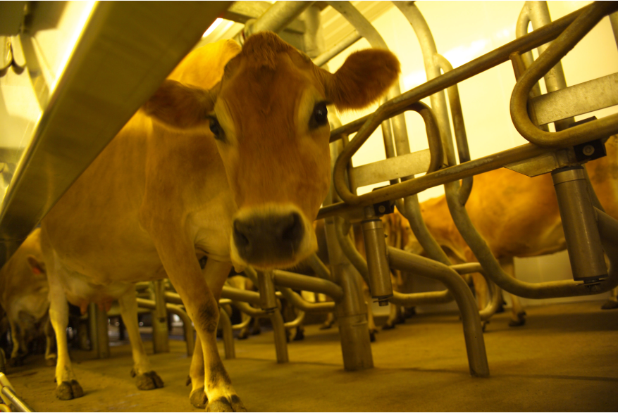 hi_104DairyFarm