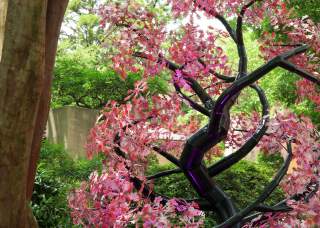 Otherwild at San Antonio Botanical Garden