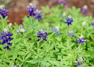 Bexar Blooms