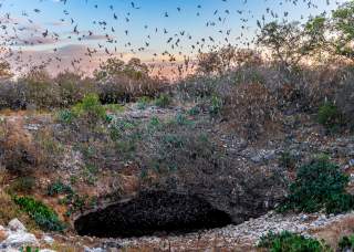 Bat Flight & Cave Tour