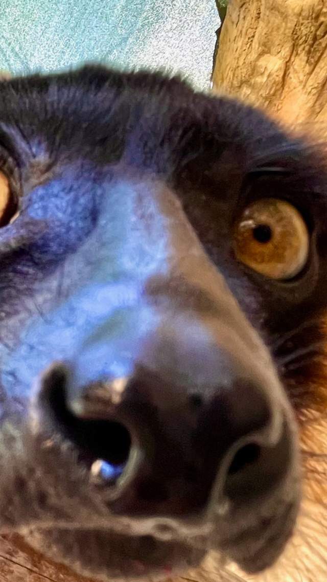 Mammal at San Antonio Zoo with zoom in on eyes and nose.