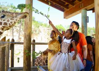 Family dressed in Halloween costumes feeding a giraffe at the San Antonio Zoo.