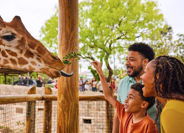 Family feeding a giraffe at the San Antonio Zoo.