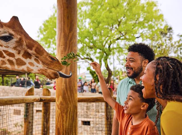 Family feeding a giraffe