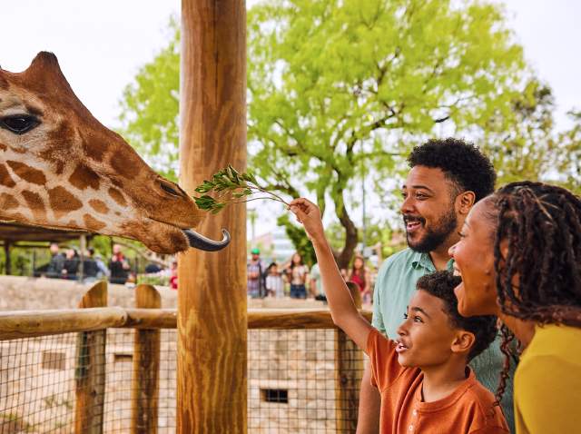 Family feeding a giraffe