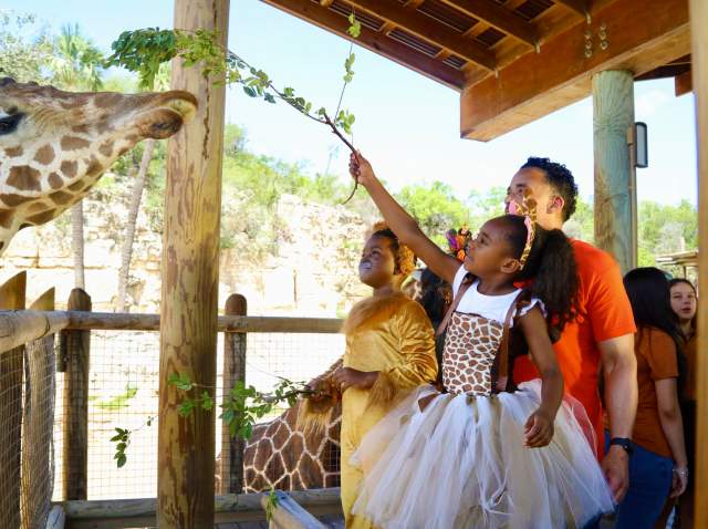 Family dressed in Halloween costumes feeding a giraffe at the San Antonio Zoo.