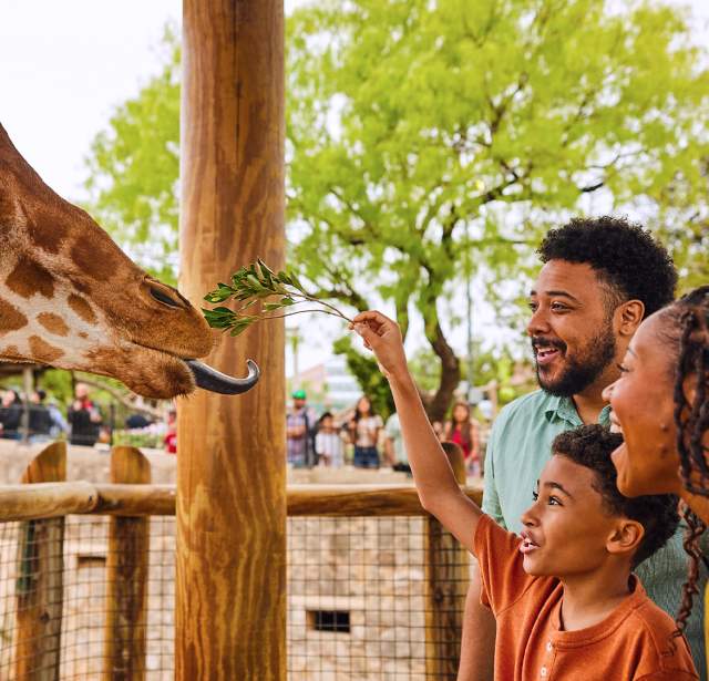 Family feeding a giraffe