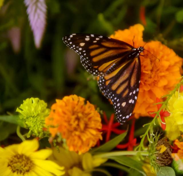 monarch butterfly resting on monarch