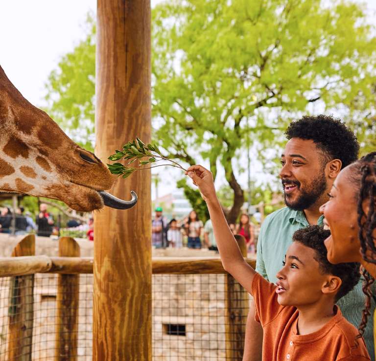 Family feeding a giraffe at the San Antonio Zoo.