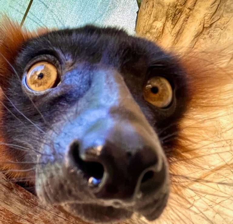 Mammal at San Antonio Zoo with zoom in on eyes and nose.