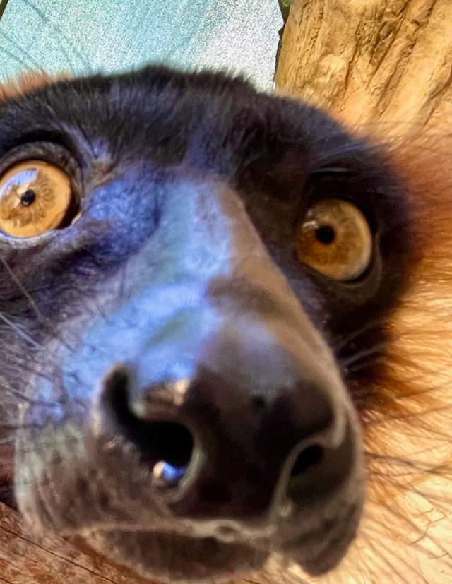 Mammal at San Antonio Zoo with zoom in on eyes and nose.