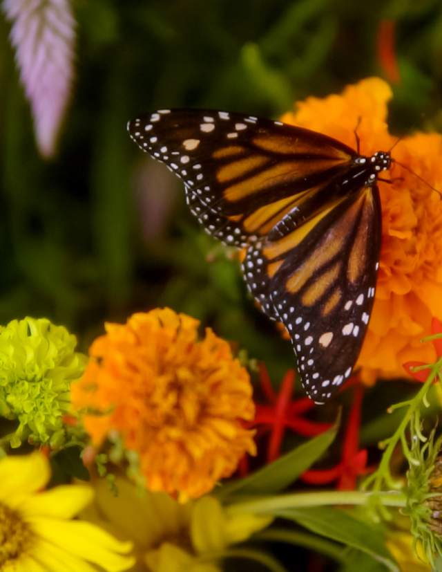 monarch butterfly resting on monarch
